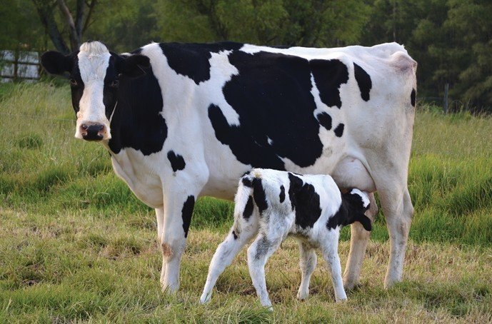 Методы контроля за состоянием здоровья дойных коров