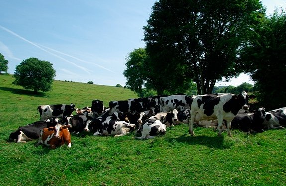 Чувствительность высокопродуктивных молочных коров к повышенным температурам