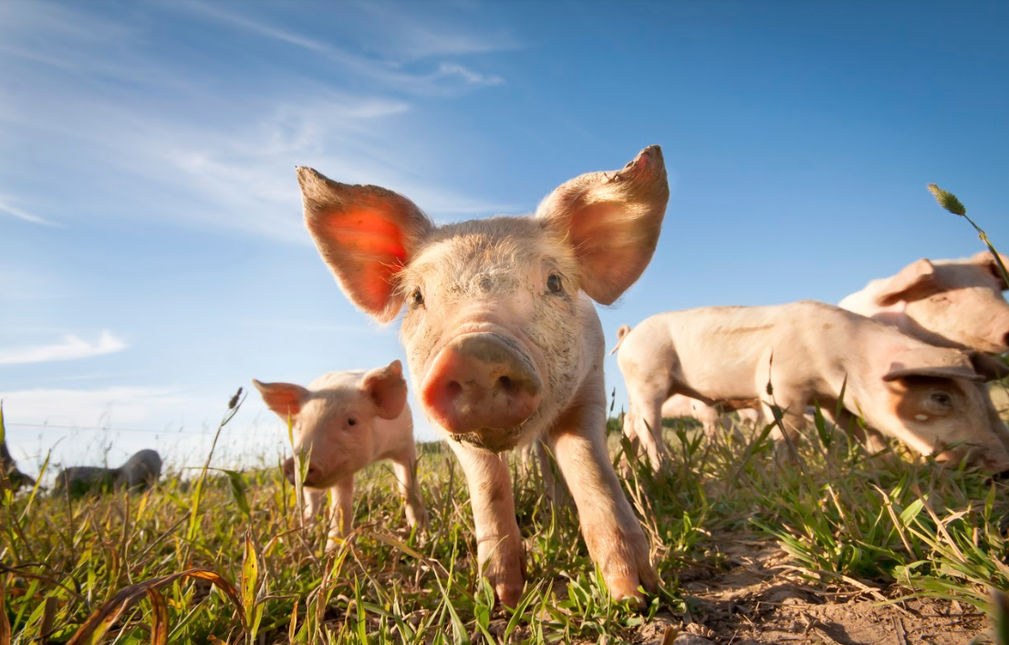 Влияние жары на свиней
