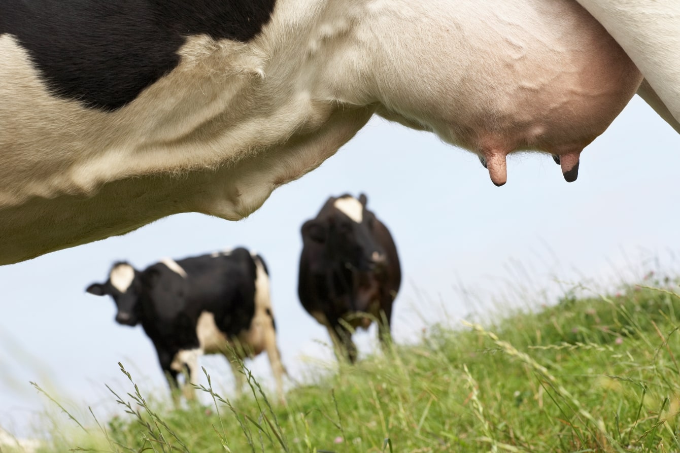 Особенности мастита у коров