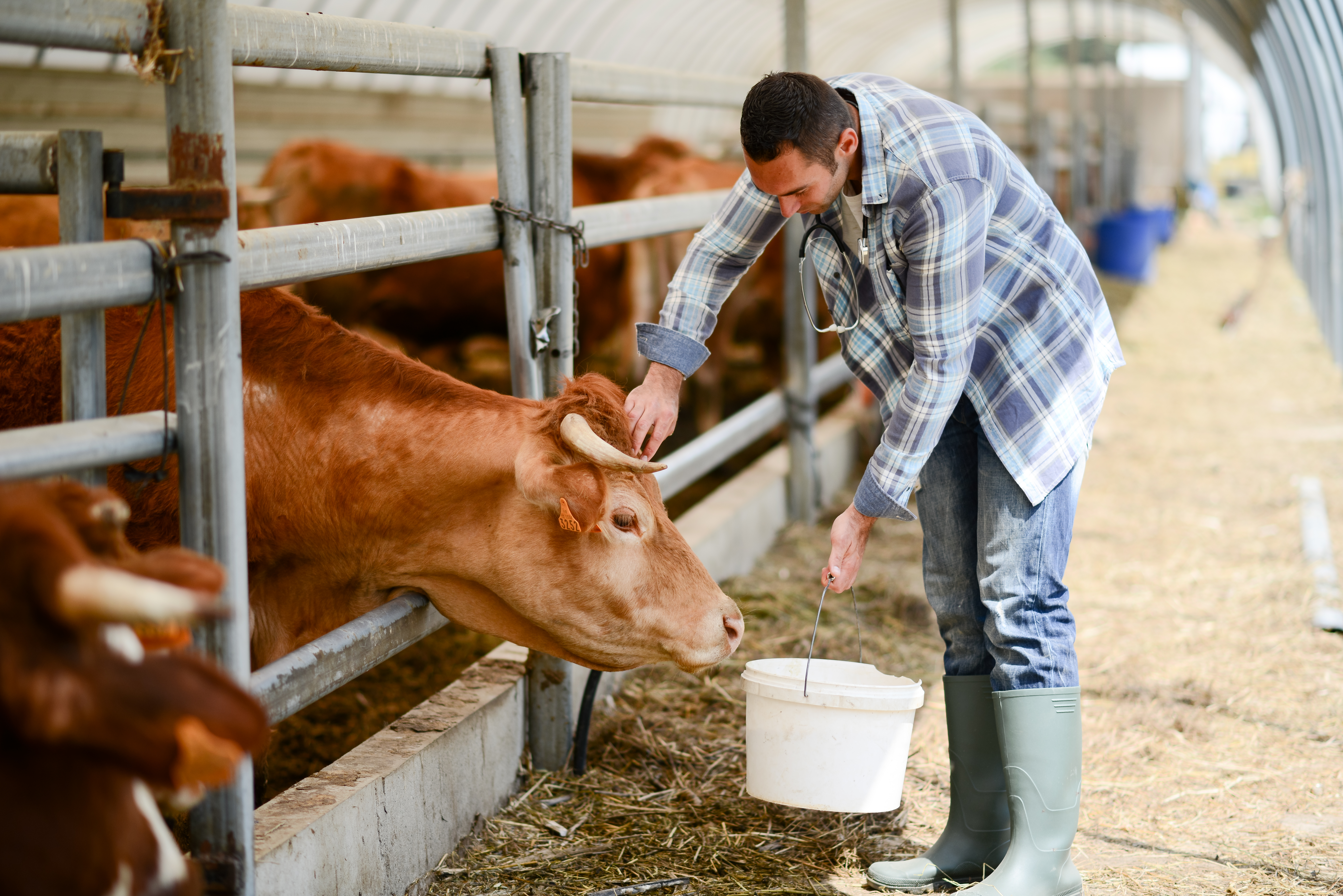 Повышение эффективности кормов для молочного скотоводства
