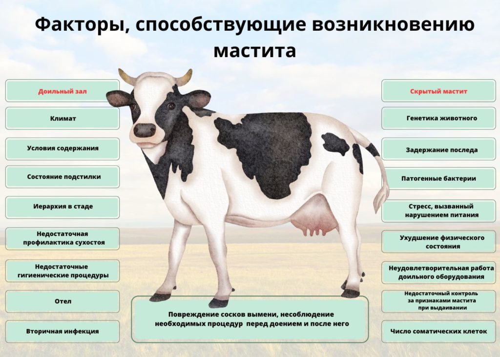 Факторы мастита у коров