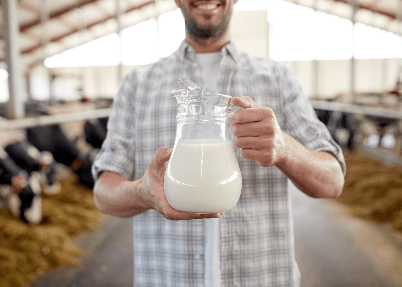 Разведение крупного рогатого скота молочного направления